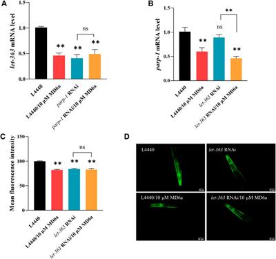 Melatonin derivative 6a as a PARP-1 inhibitor for the treatment of Parkinson’s disease